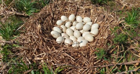 Ninho com 29 ovos de ema no campo