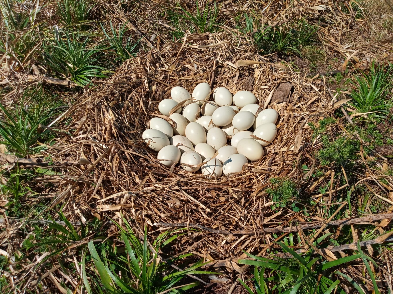Ninho com 29 ovos de ema no campo