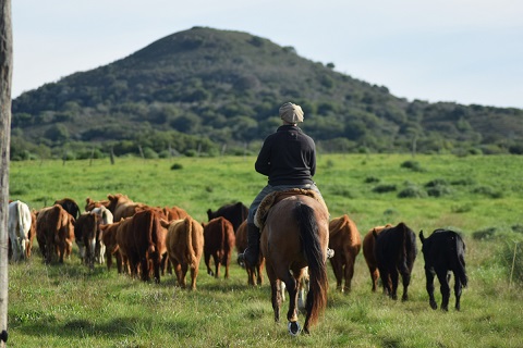 Produtor rural a cavalo toca o gado em pastejo rotacionado